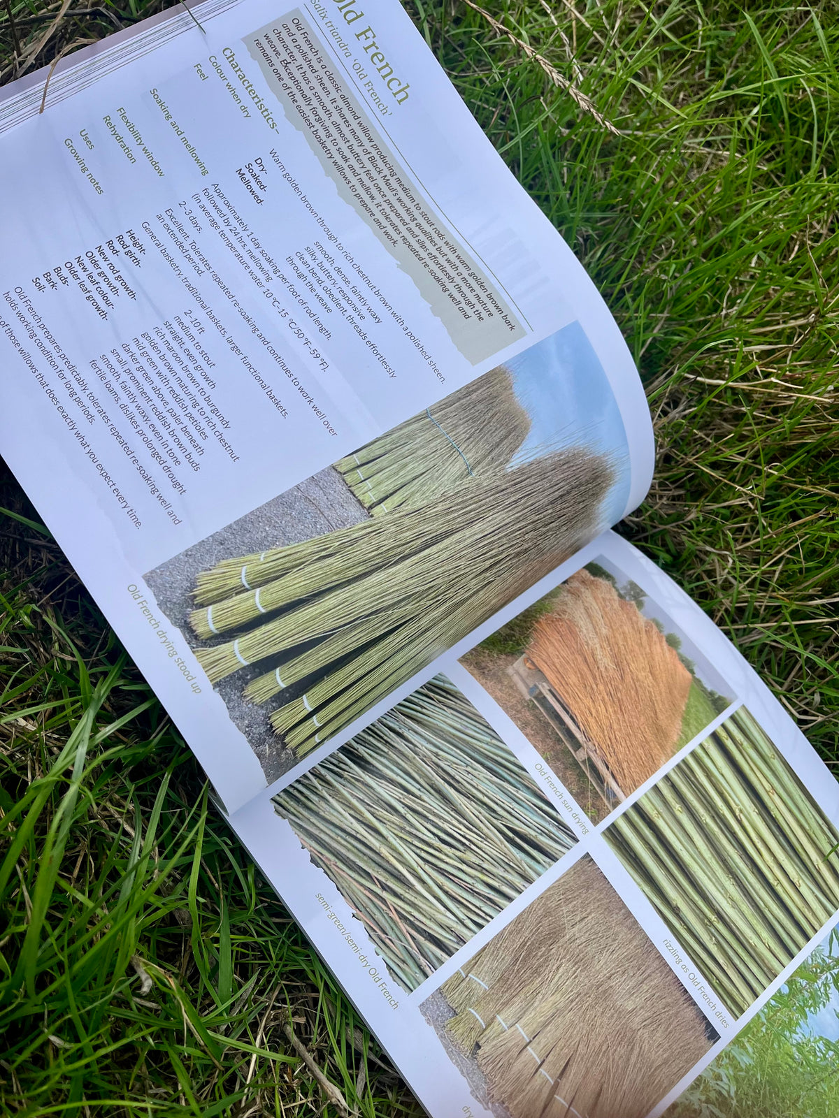 Willow to Weave - Rachel Hutton